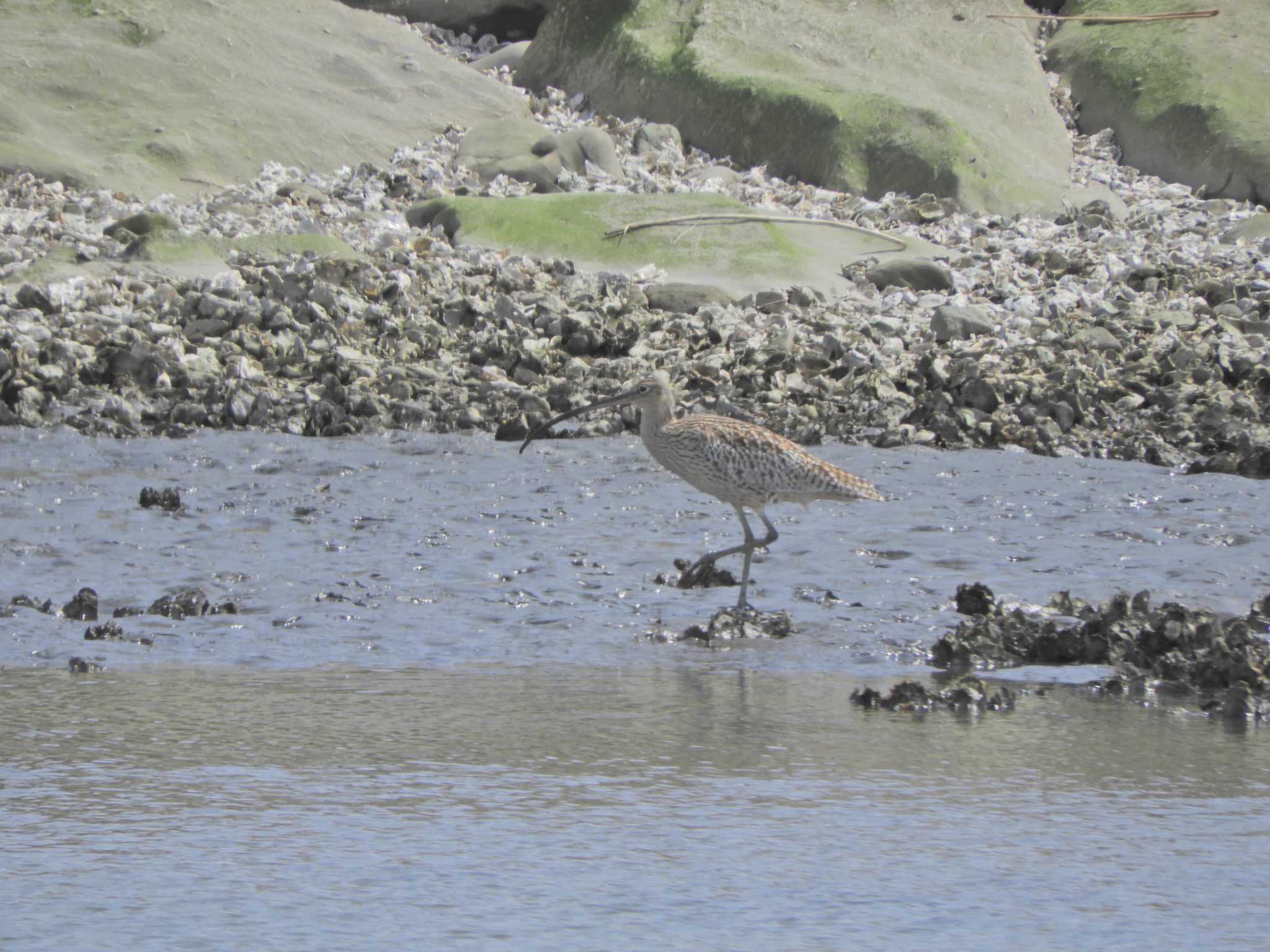 Photo of Far Eastern Curlew at Kasai Rinkai Park by maru