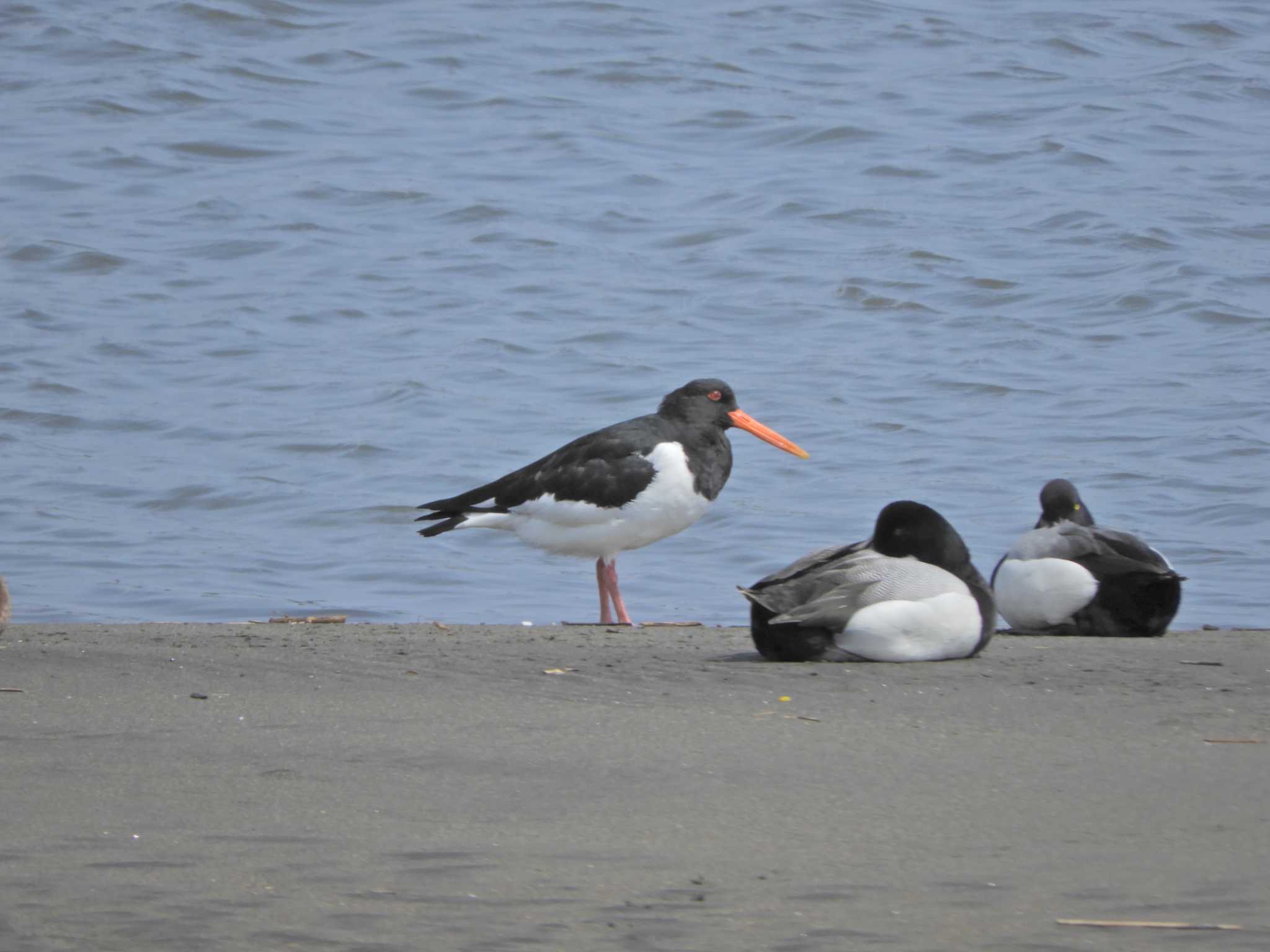 Photo of Eurasian Oystercatcher at Kasai Rinkai Park by maru