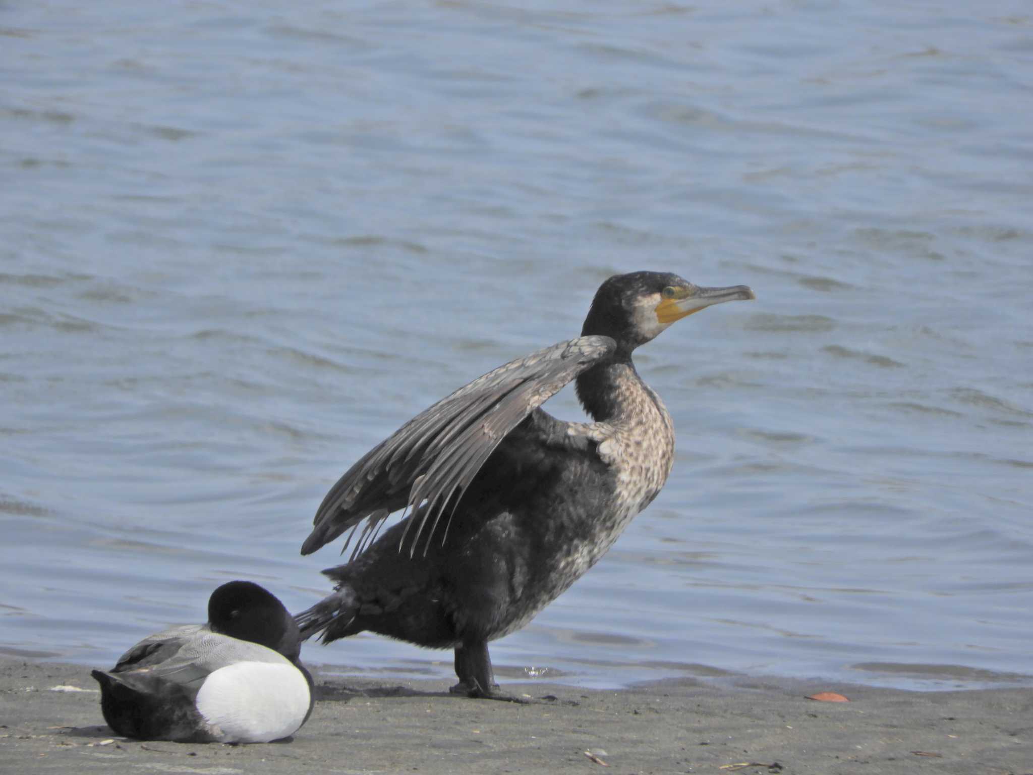 Photo of Japanese Cormorant at Kasai Rinkai Park by maru