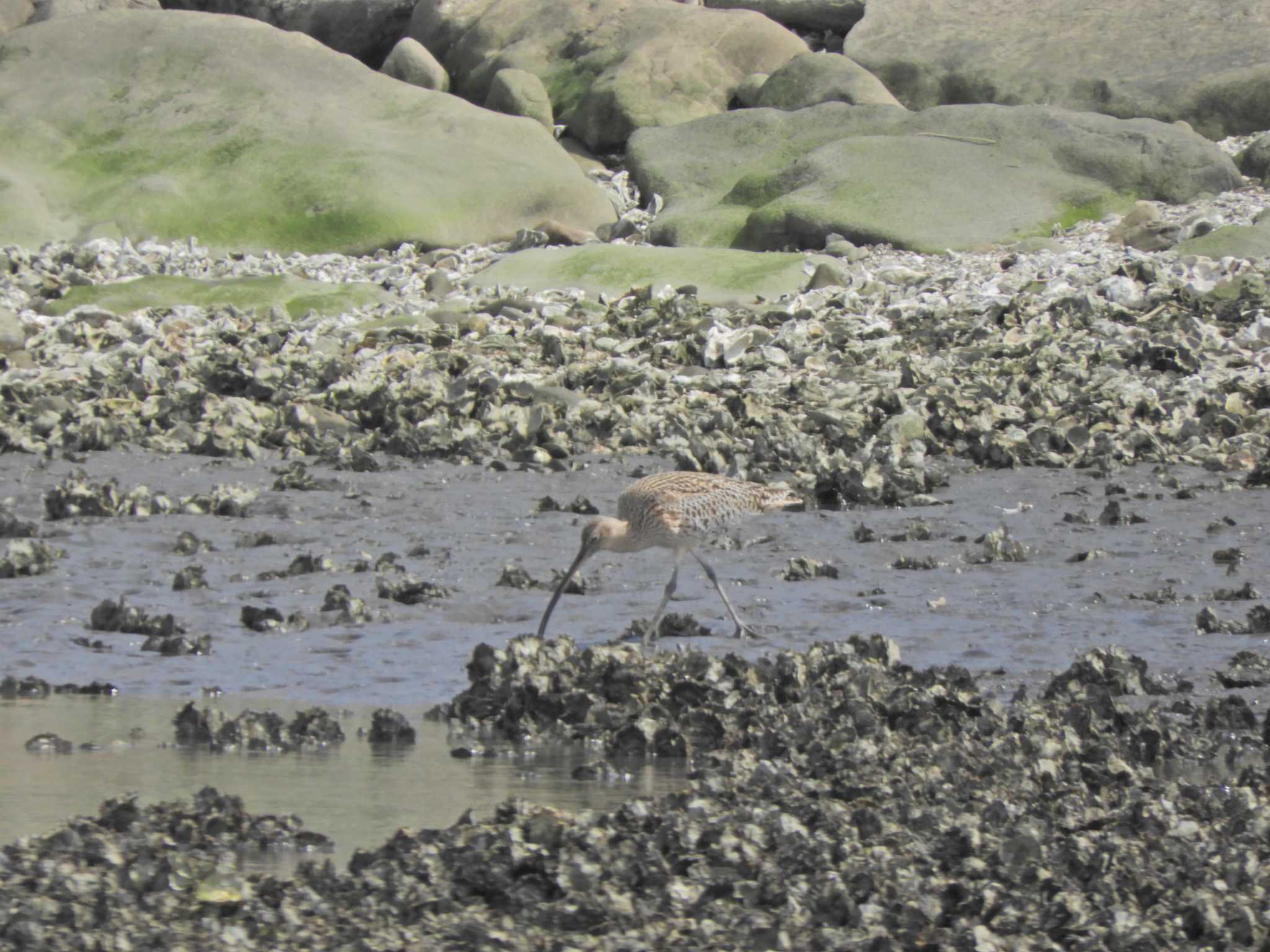 Far Eastern Curlew