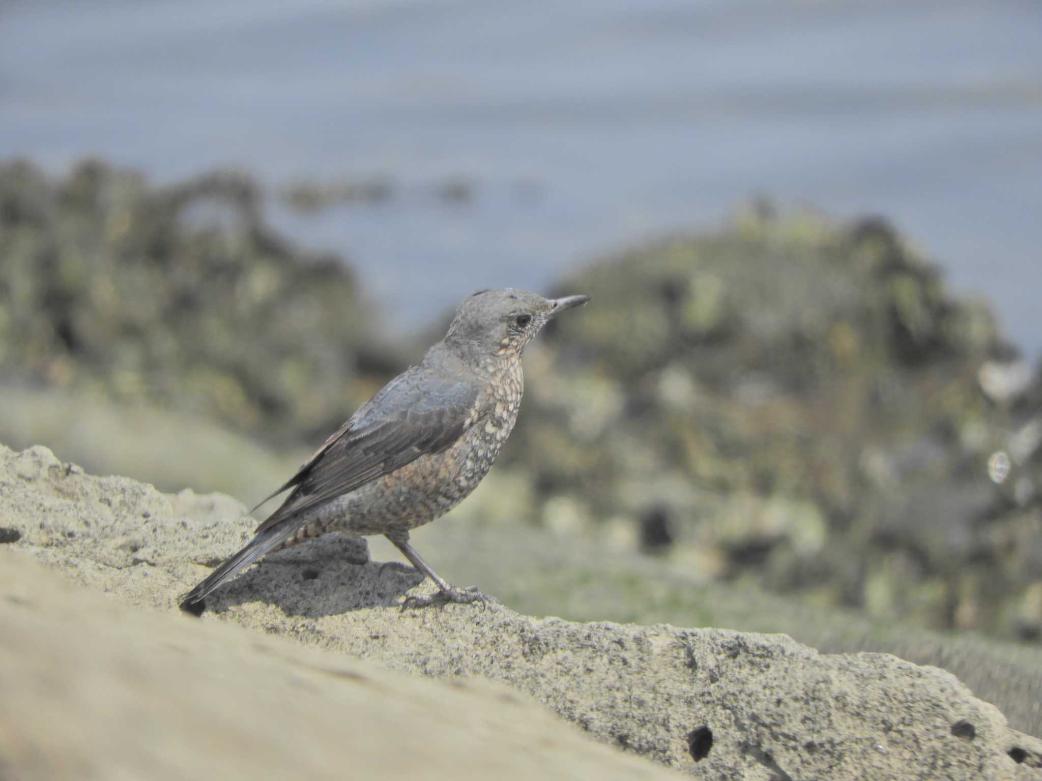 Blue Rock Thrush