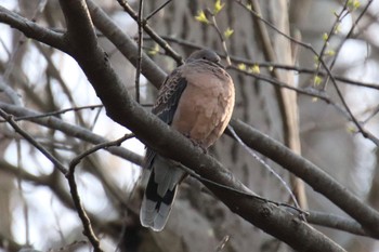 Oriental Turtle Dove 四季の森公園(横浜市緑区) Sun, 3/31/2024