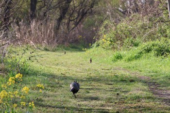 Green Pheasant ふれあい松戸川 Sun, 3/31/2024