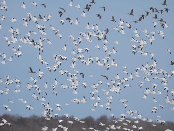 Snow Goose 浦幌町 豊北 Mon, 3/25/2024