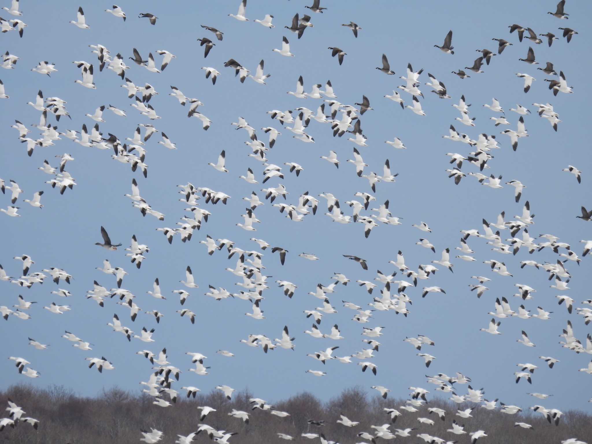 Photo of Snow Goose at 浦幌町 豊北 by ノビタキ王国の住民 