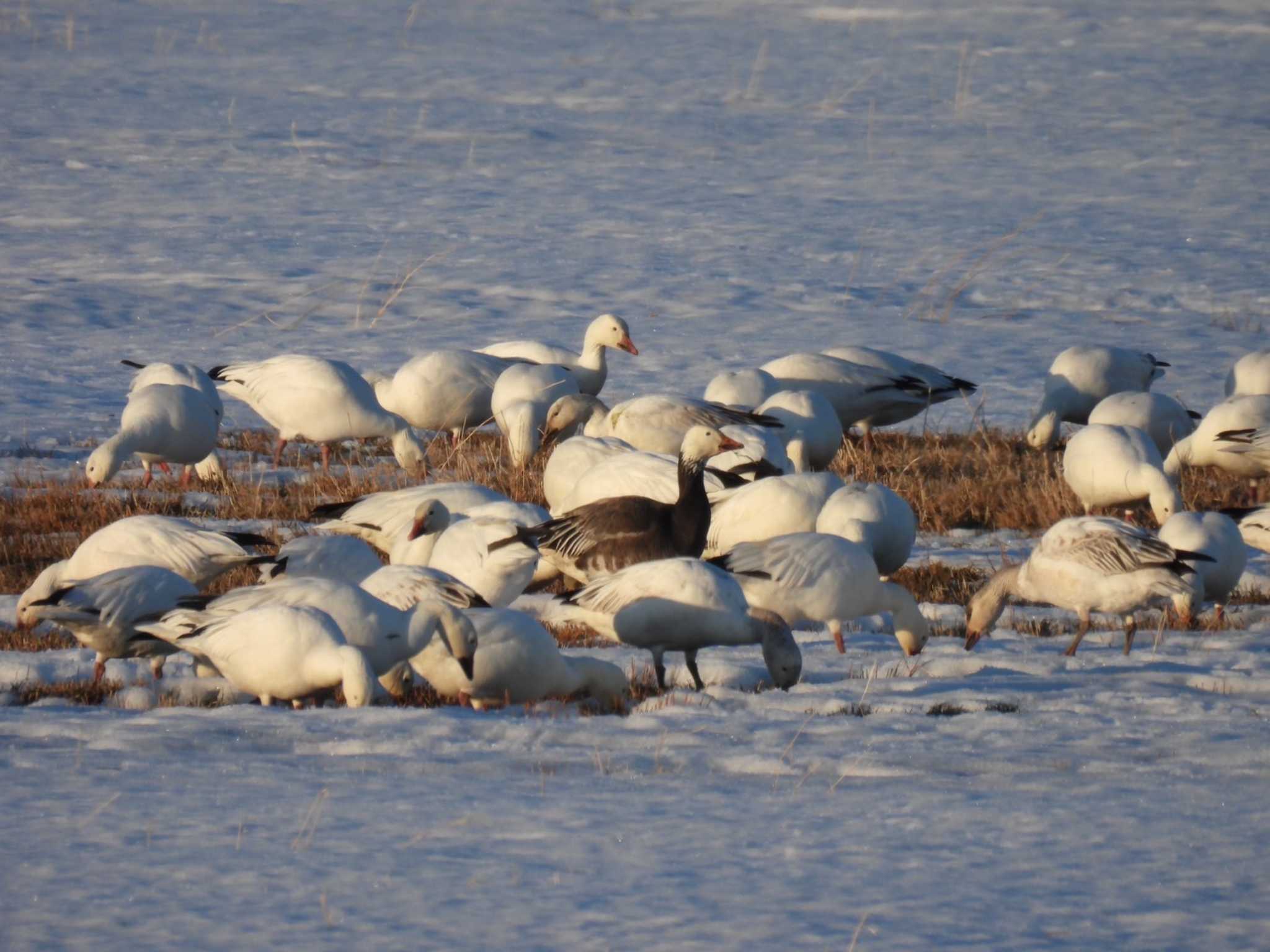 Photo of Snow Goose at 浦幌町 豊北 by ノビタキ王国の住民 