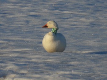 Snow Goose 浦幌町 豊北 Mon, 3/25/2024