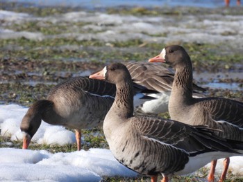 Greater White-fronted Goose 浦幌町 豊北 Mon, 3/25/2024