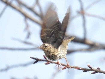 Sun, 3/31/2024 Birding report at Kyoto Gyoen