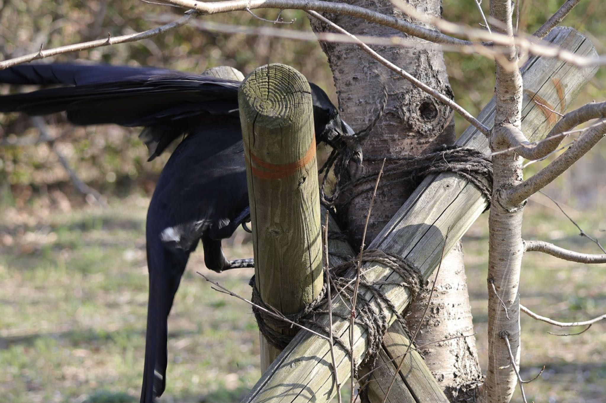 Large-billed Crow