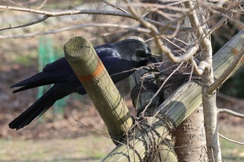 ハシブトガラス 水元公園 2024年3月16日(土)