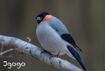 Eurasian Bullfinch 茨城県 Fri, 3/22/2024