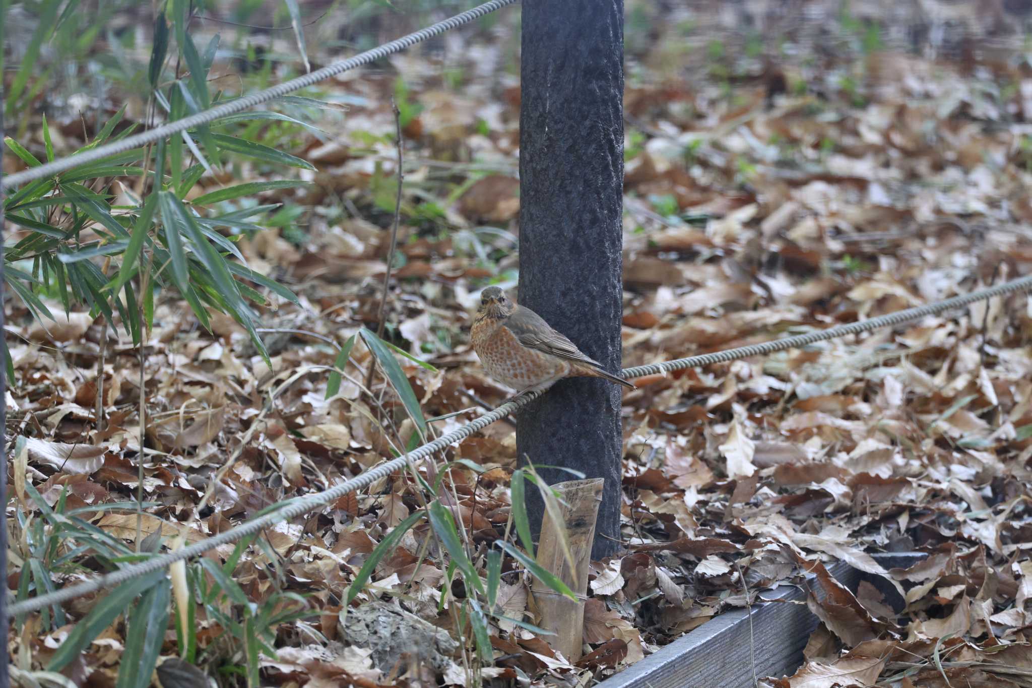 善福寺公園 ハチジョウツグミの写真 by bobobobo09