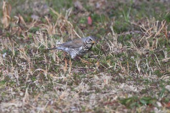 Fieldfare 利根川 Sun, 2/18/2024