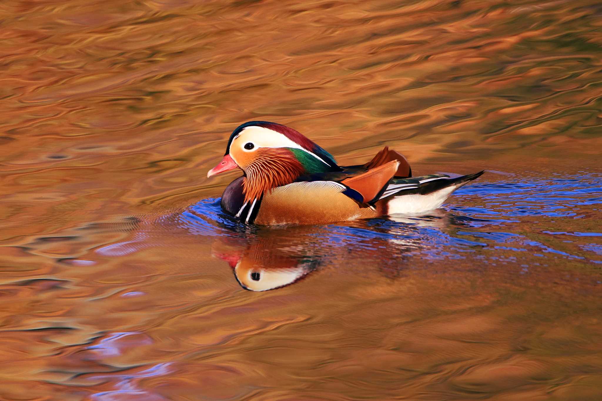 Photo of Mandarin Duck at Shinjuku Gyoen National Garden by とみやん