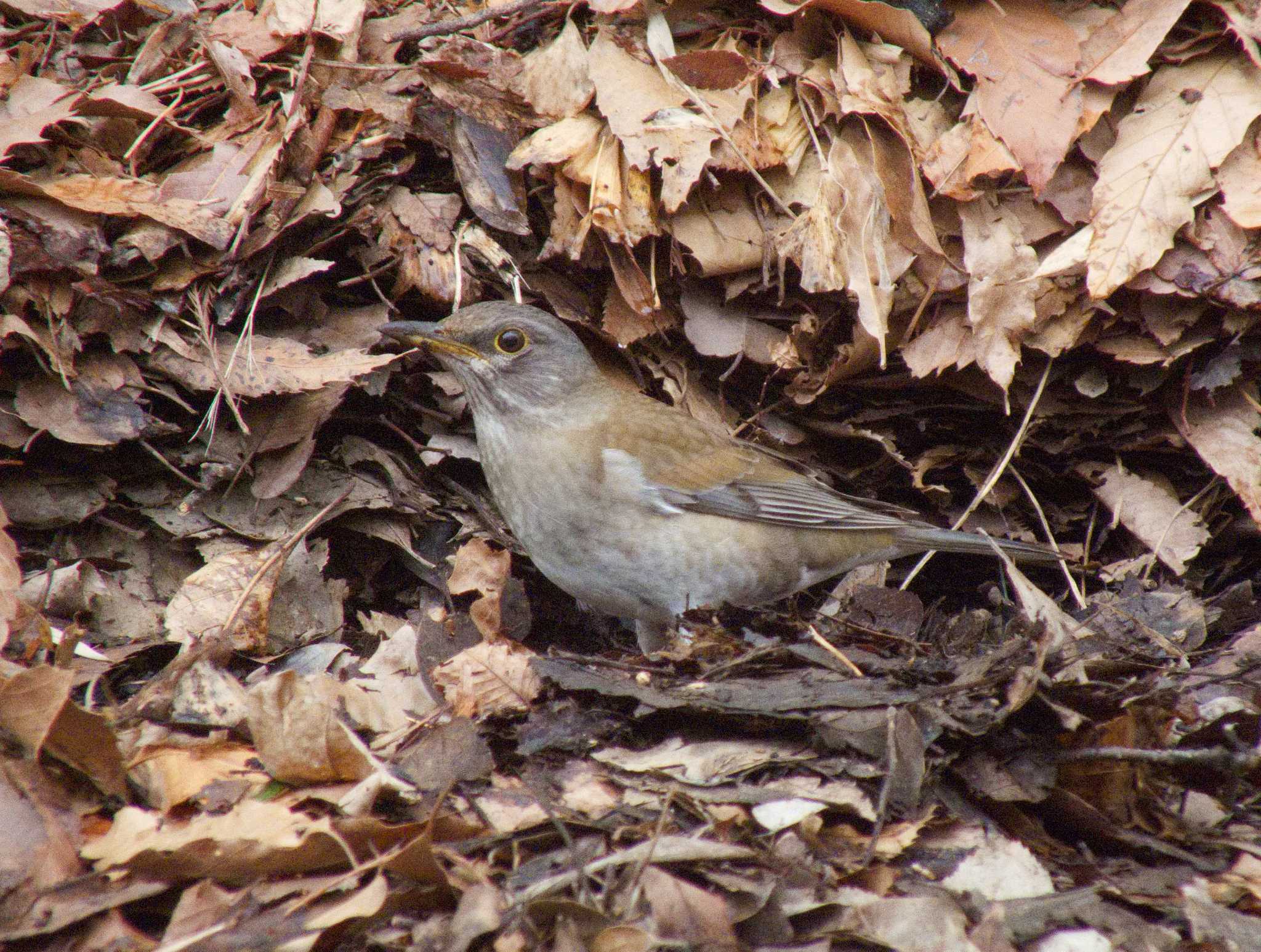 Photo of Pale Thrush at 善福寺公園 by たむやま