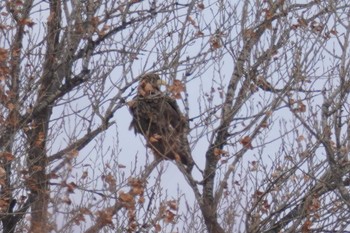 White-tailed Eagle 石狩 茨戸川 Sun, 3/3/2024