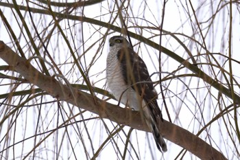 Eurasian Sparrowhawk 石狩 茨戸川 Sun, 3/3/2024