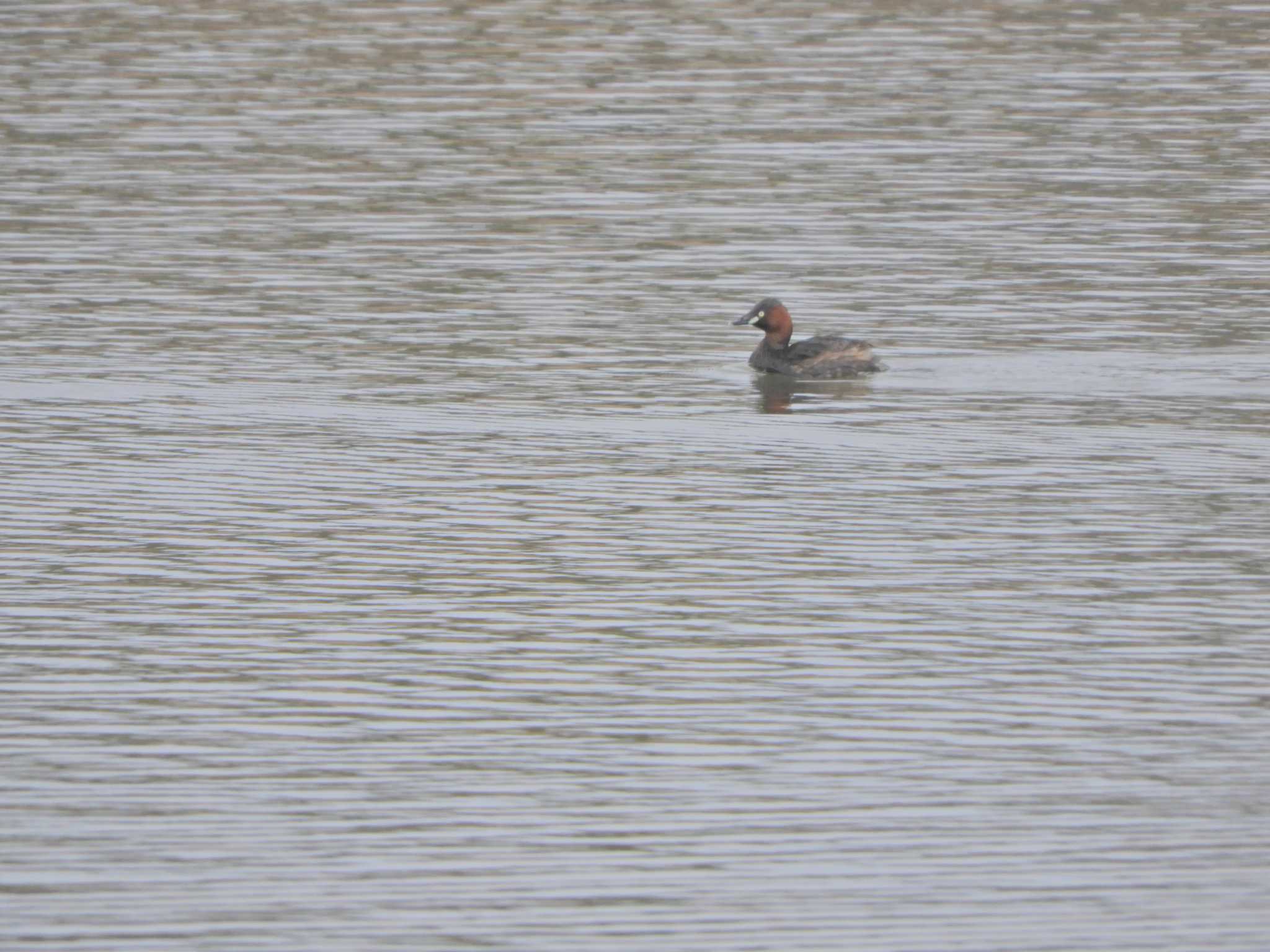 Photo of Little Grebe at Kasai Rinkai Park by maru