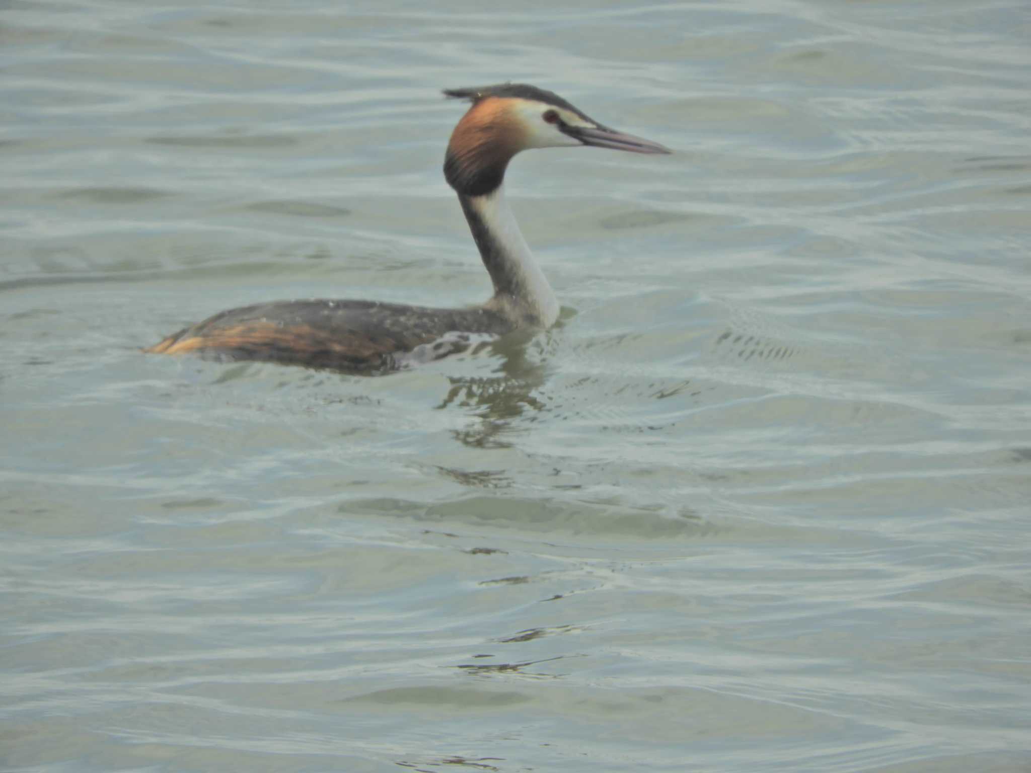 Photo of Great Crested Grebe at Kasai Rinkai Park by maru