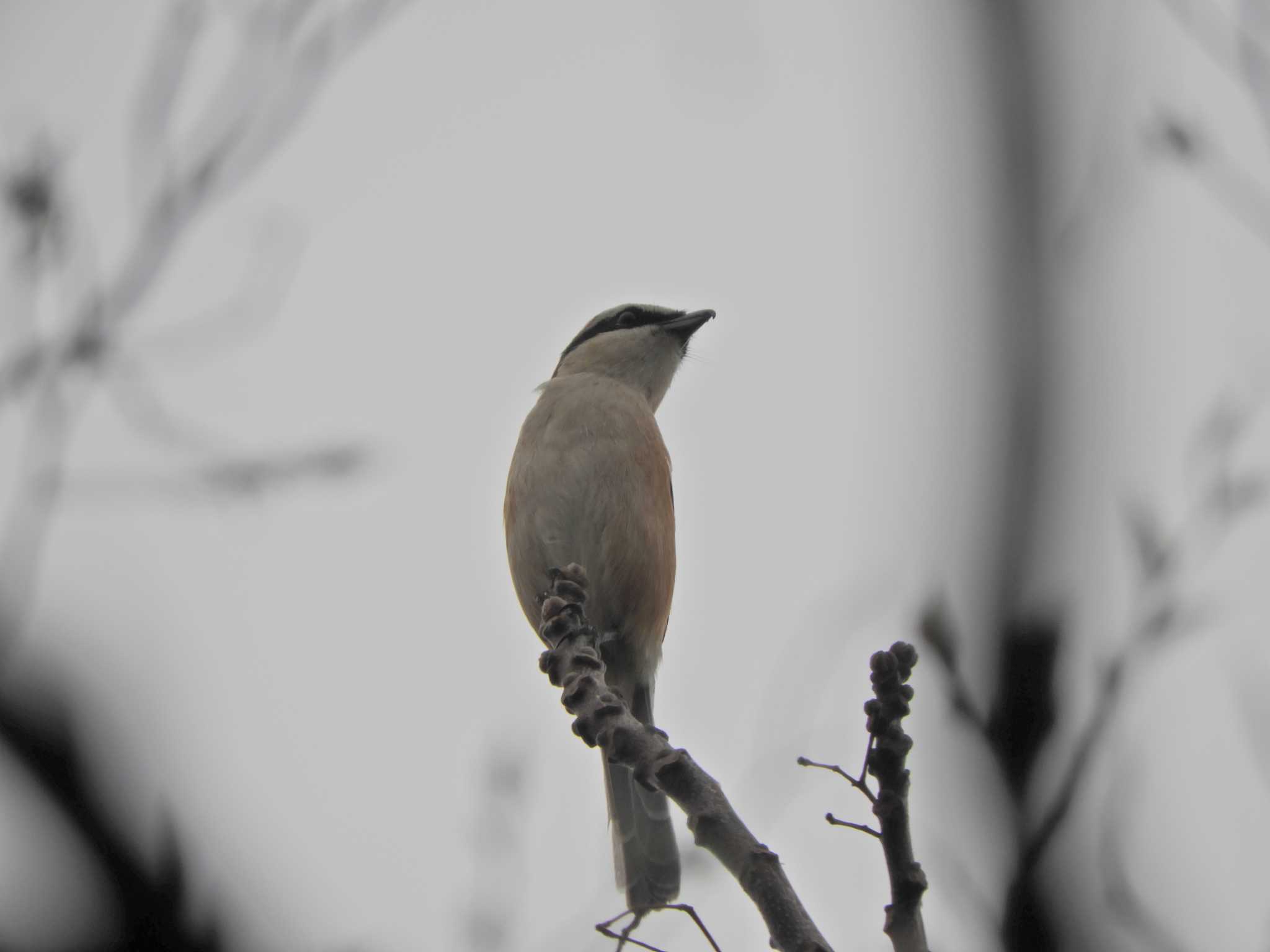 Bull-headed Shrike