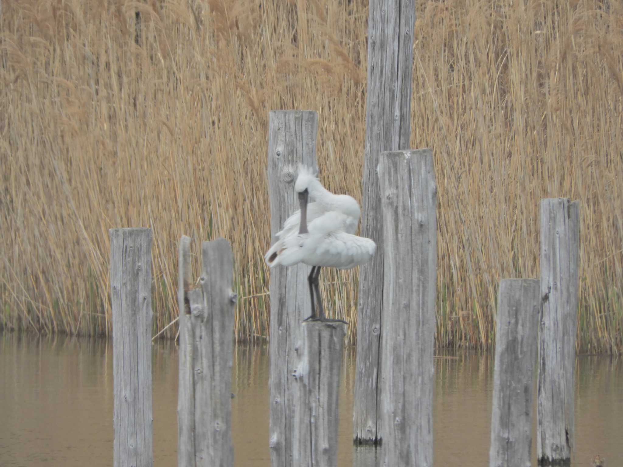 Photo of Black-faced Spoonbill at Kasai Rinkai Park by maru