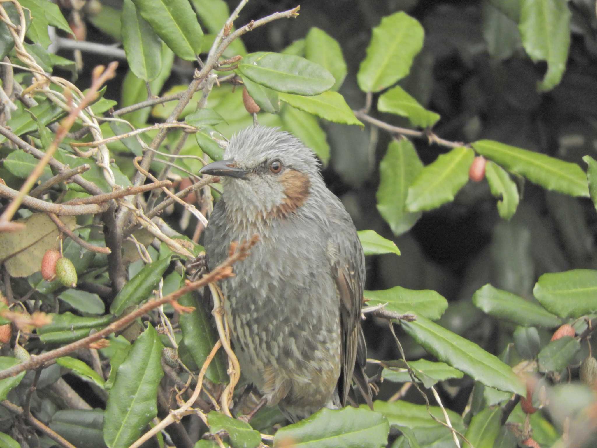 Brown-eared Bulbul