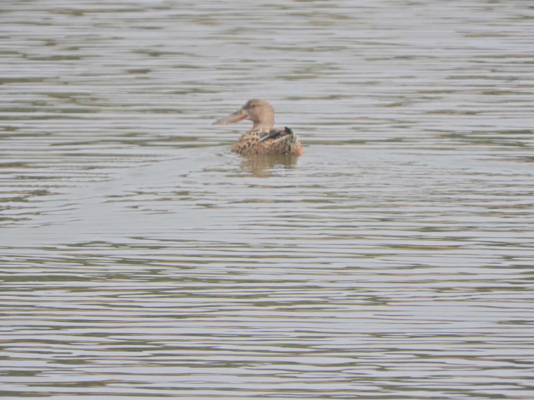 Northern Shoveler