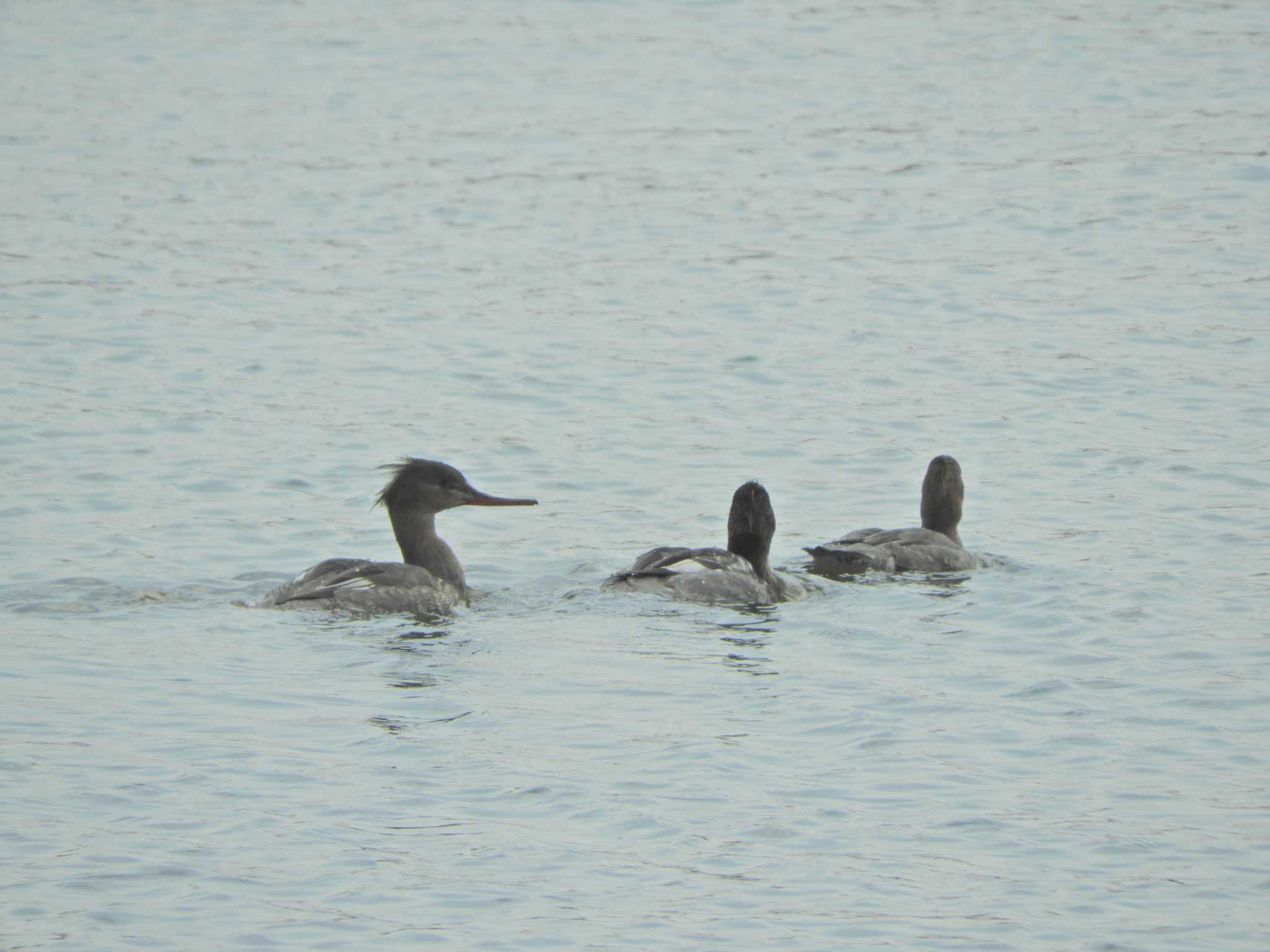 Red-breasted Merganser