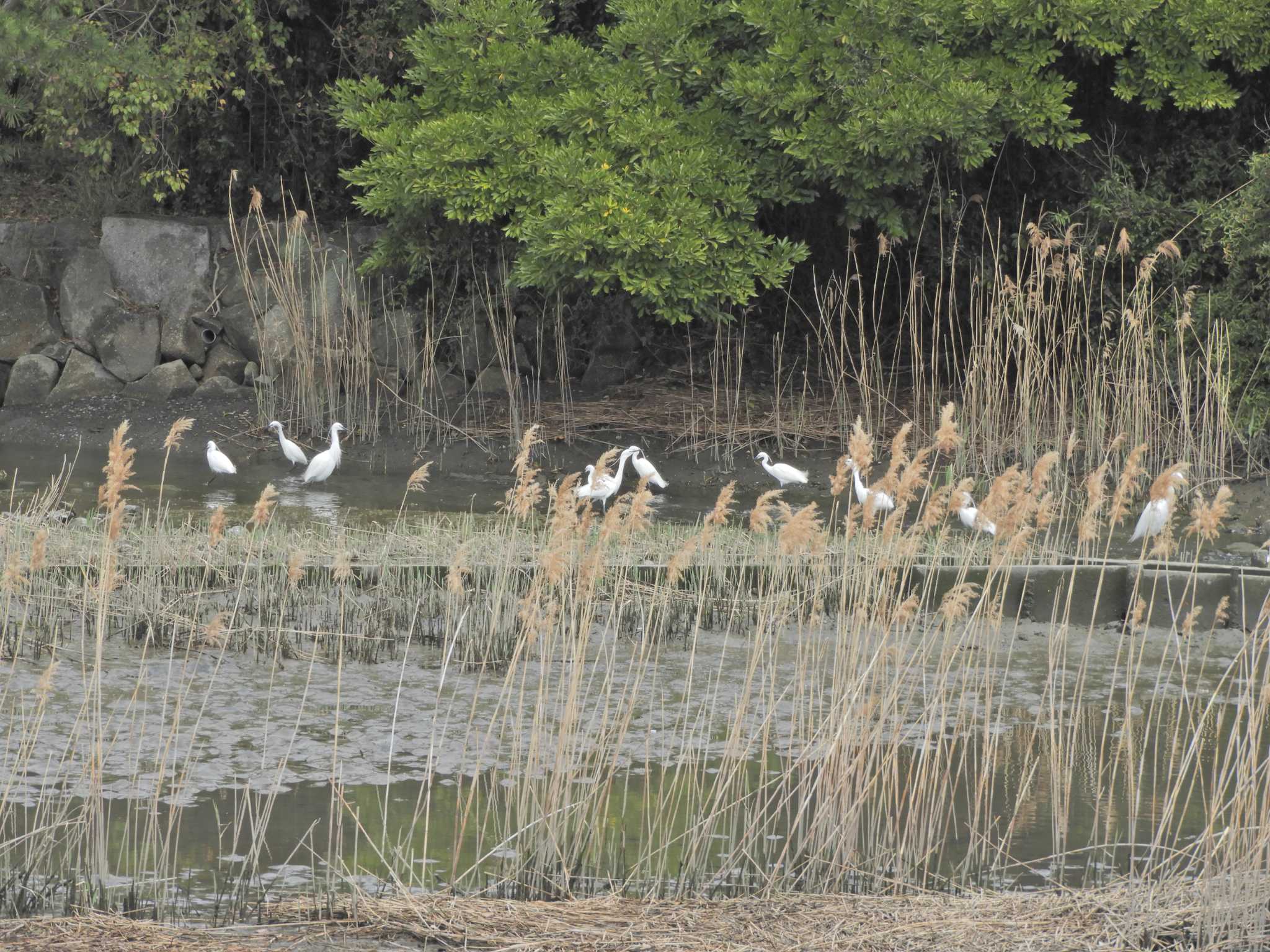 Little Egret