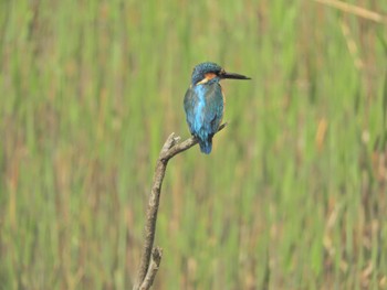 Mon, 4/1/2024 Birding report at Kasai Rinkai Park