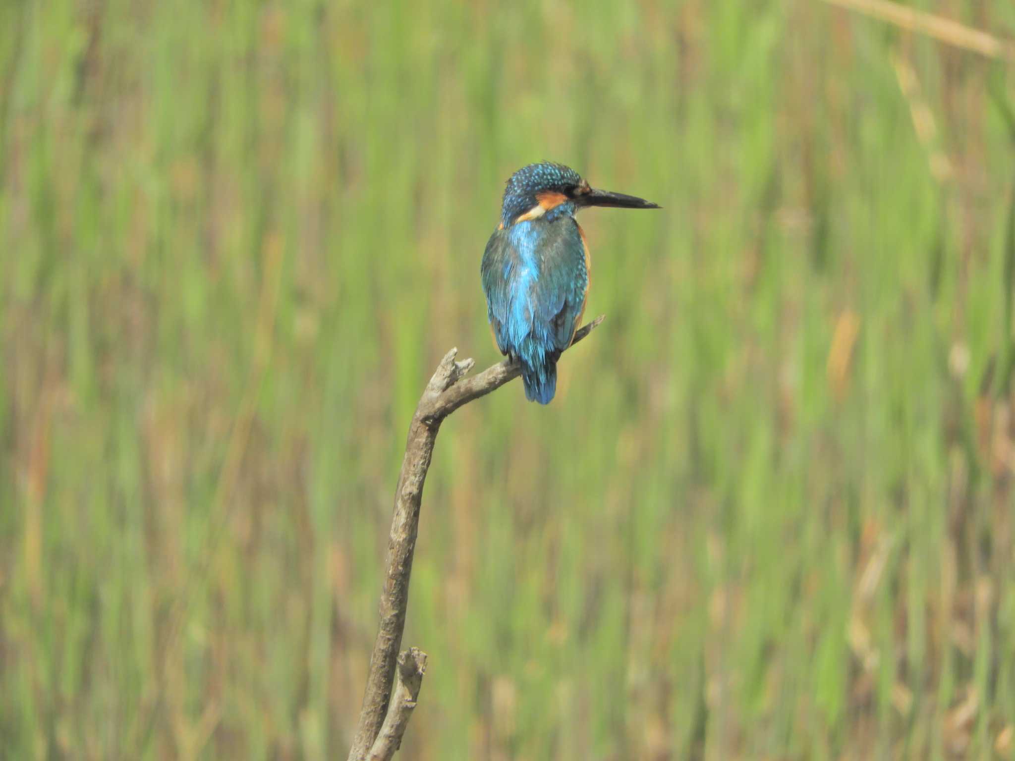 Photo of Common Kingfisher at Kasai Rinkai Park by maru