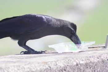 Large-billed Crow Daijugarami Higashiyoka Coast Mon, 4/1/2024