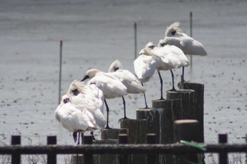 Black-faced Spoonbill Daijugarami Higashiyoka Coast Mon, 4/1/2024