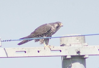 Peregrine Falcon Daijugarami Higashiyoka Coast Mon, 4/1/2024