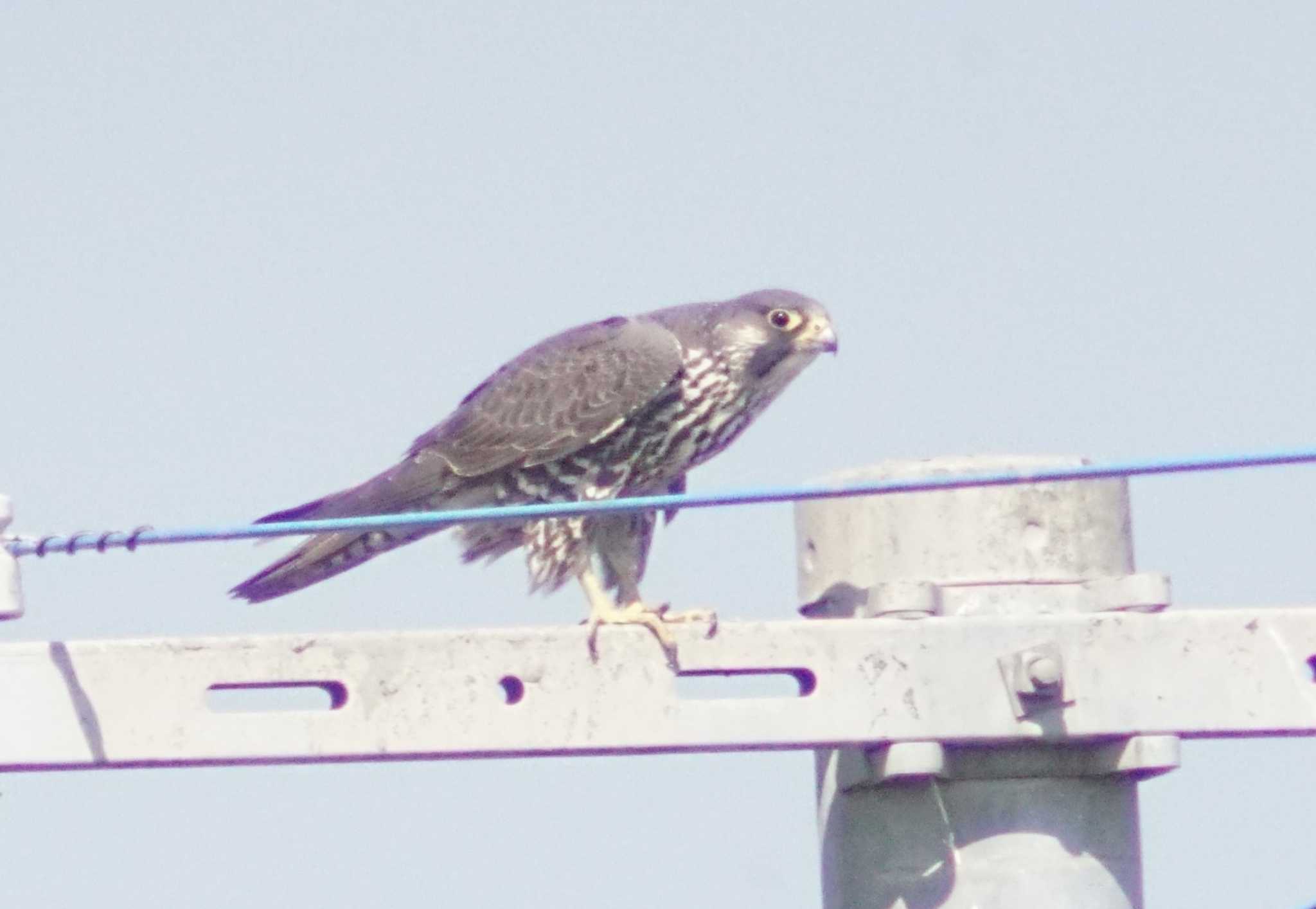 Peregrine Falcon