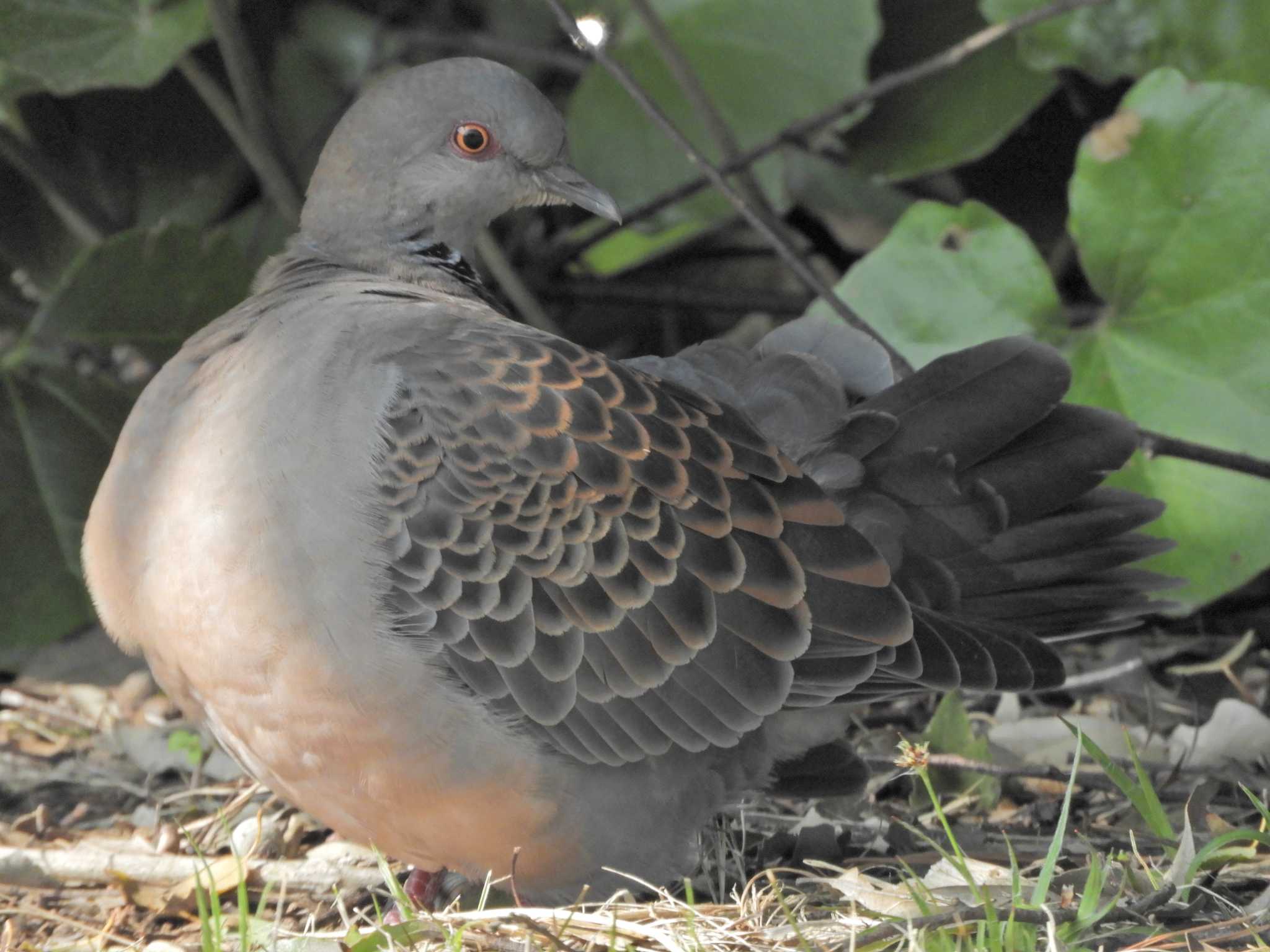 Oriental Turtle Dove