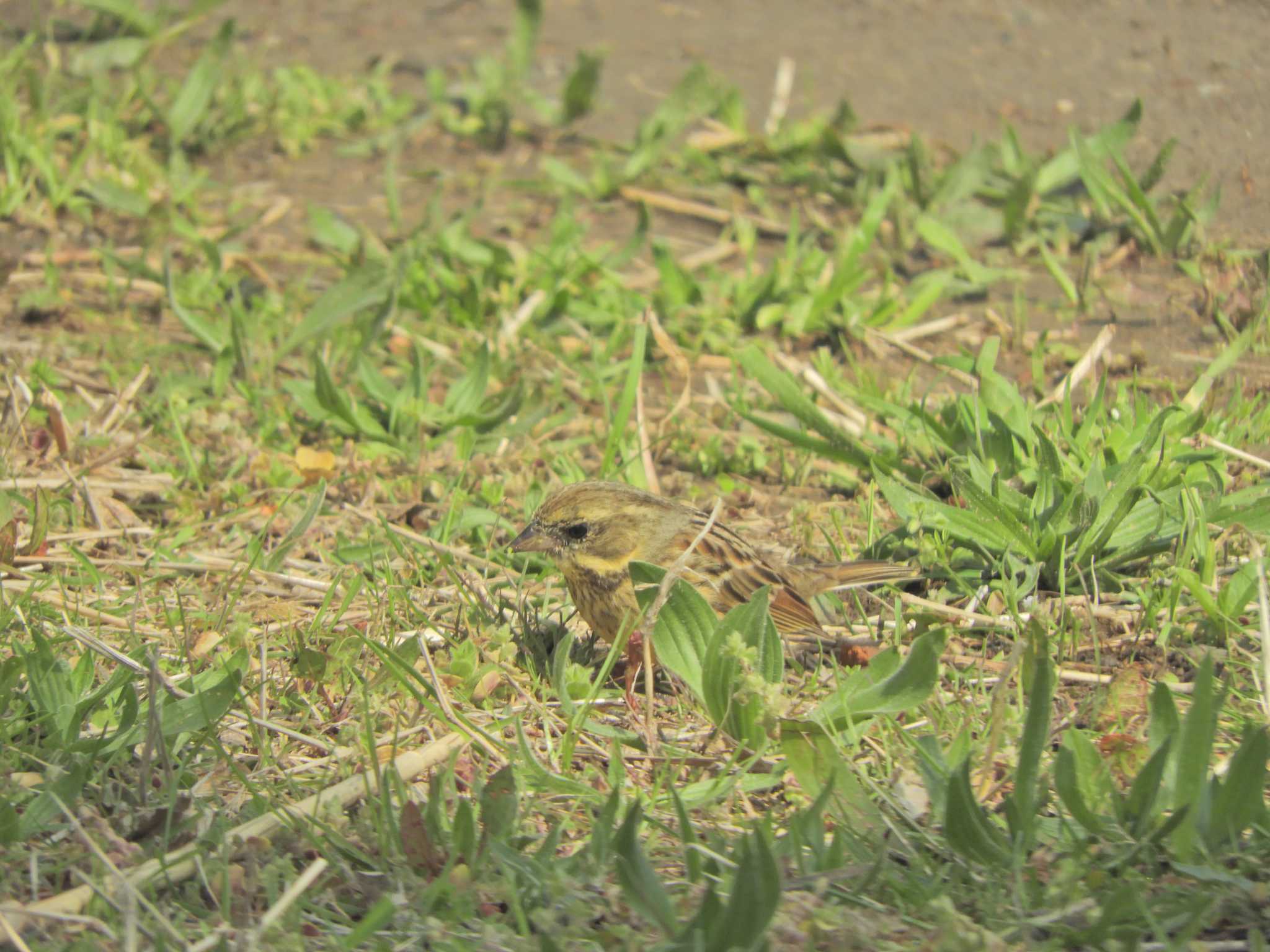 Photo of Masked Bunting at Kasai Rinkai Park by maru