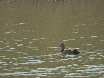 オカヨシガモ 葛西臨海公園 2024年4月1日(月)