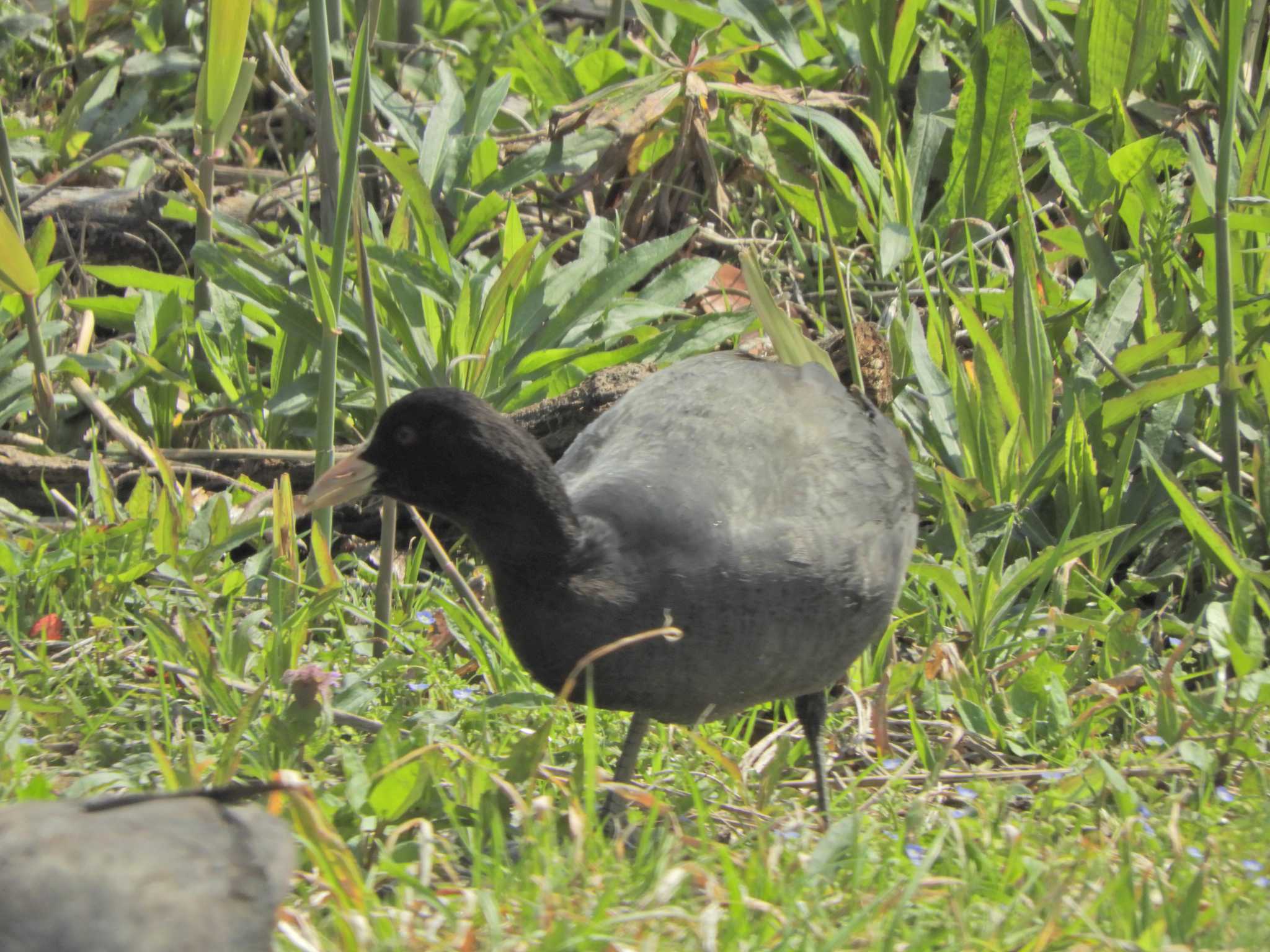 Photo of Eurasian Coot at Kasai Rinkai Park by maru