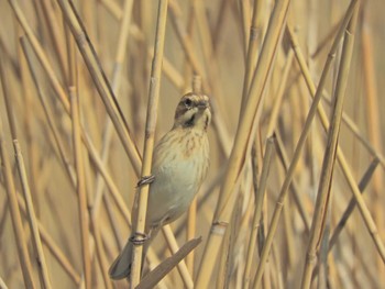 Common Reed Bunting Kasai Rinkai Park Mon, 4/1/2024