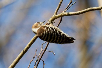 Japanese Pygmy Woodpecker 神奈川県自然環境保全センター Sun, 3/31/2024