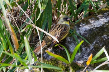 Sun, 3/31/2024 Birding report at 神奈川県自然環境保全センター