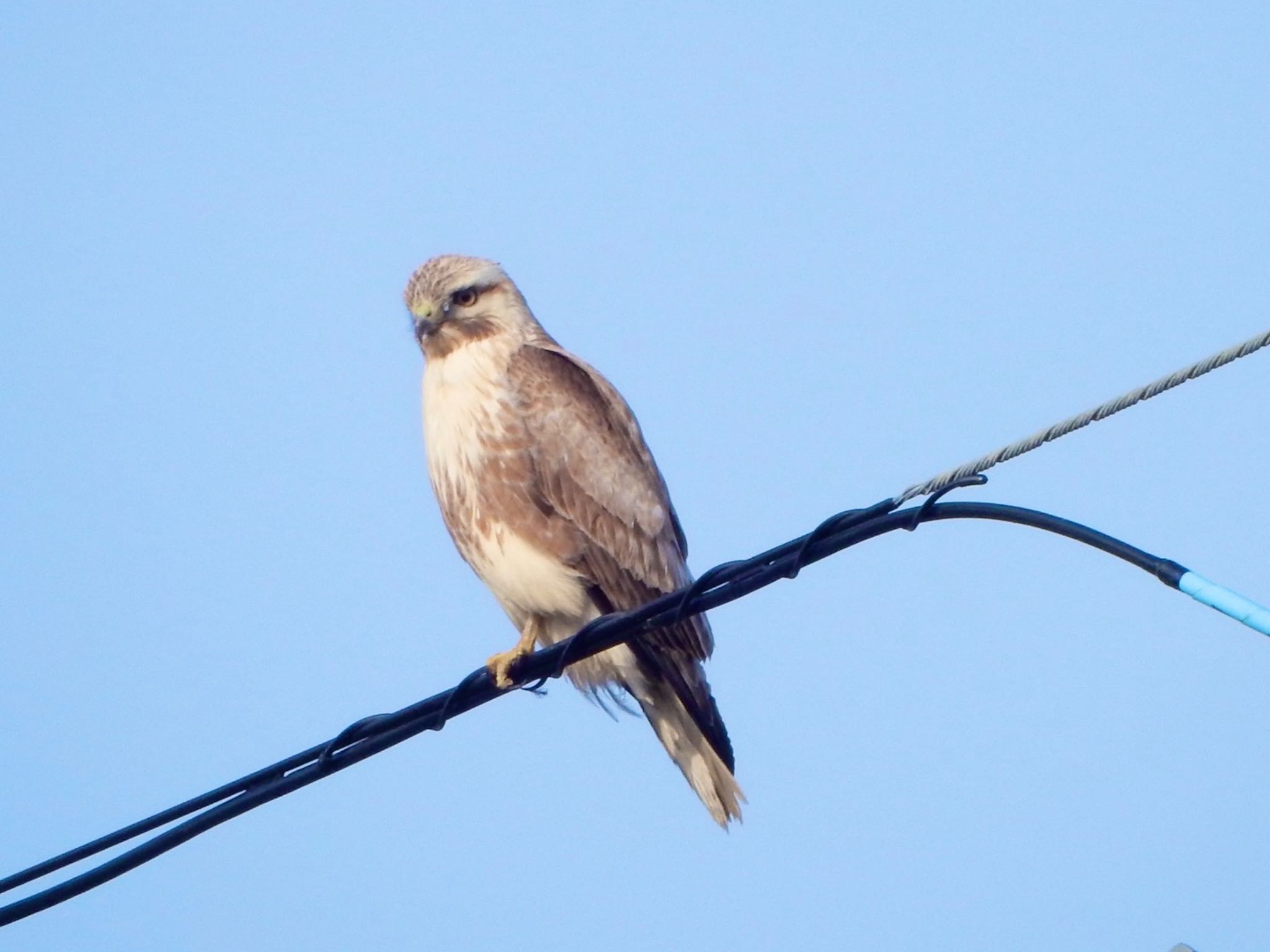 Photo of Eastern Buzzard at 阿賀川(福島県) by HIKARI  ξ(｡◕ˇ◊ˇ◕｡)ξ