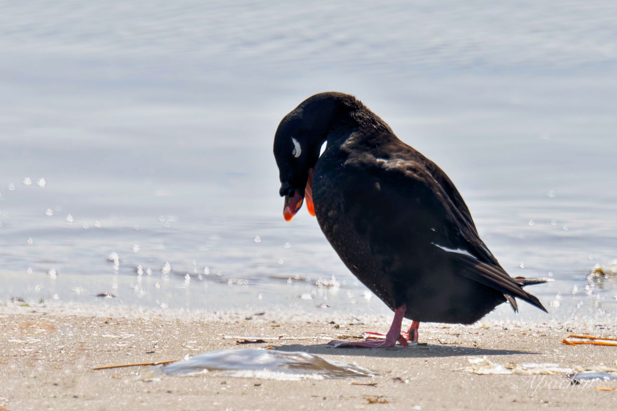 ふなばし三番瀬海浜公園 ビロードキンクロの写真 by アポちん