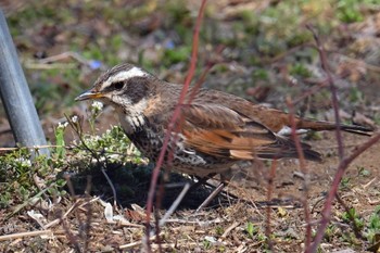 Dusky Thrush 高崎自然の森 Wed, 3/20/2024