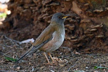 Pale Thrush 高崎自然の森 Wed, 3/20/2024