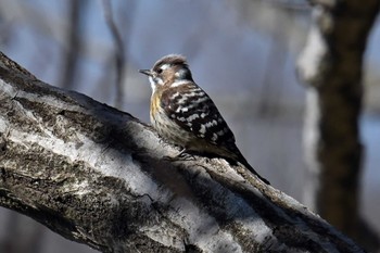 Japanese Pygmy Woodpecker 高崎自然の森 Wed, 3/20/2024
