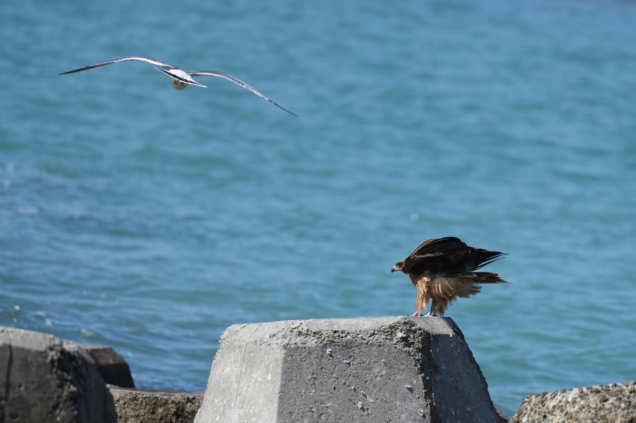 Photo of Black Kite at 隠岐(島根県) by あらどん