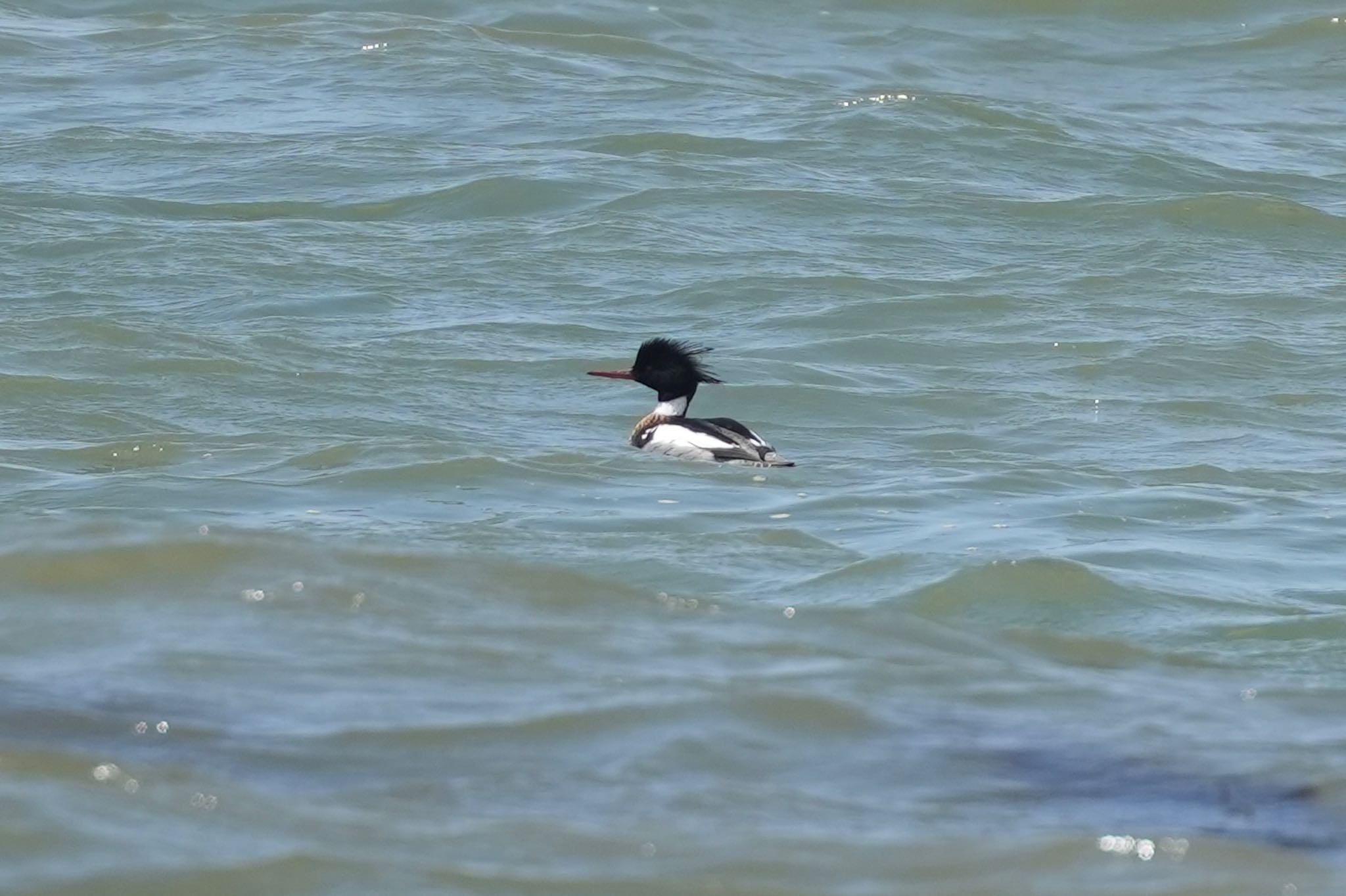 Photo of Red-breasted Merganser at 隠岐(島根県) by あらどん